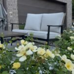 Yellow knockout roses creating privacy for an inviting outdoor escape