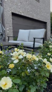 Yellow knockout roses creating privacy for an inviting outdoor escape