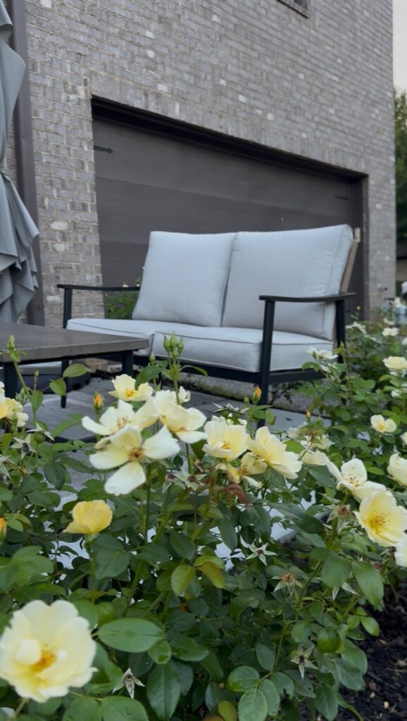 Yellow knockout roses creating privacy for an inviting outdoor escape