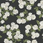 White hydrangeas on black background