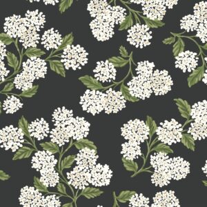 White hydrangeas on black background