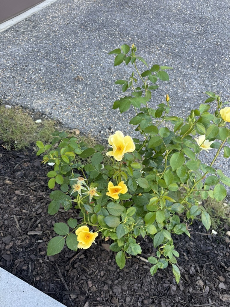Yellow knockout rose used for an inviting outdoor escape