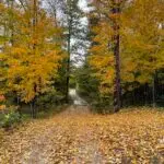 Trees on a Farm in New Hampshire to celebrate the first day of fall