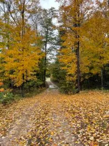 Trees on a Farm in New Hampshire to celebrate the first day of fall